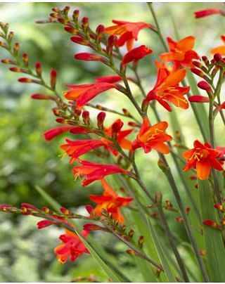 Crocosmia Red King Bulbs