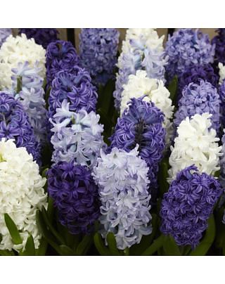 Hyacinth Ocean Waves Mixture Bulbs
