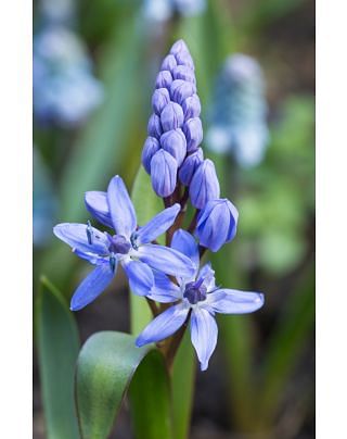 Scilla Bifolia