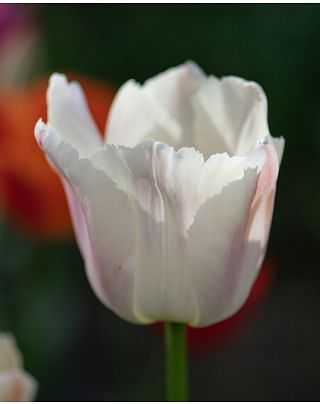 Tulip Apricot Pride Bulbs