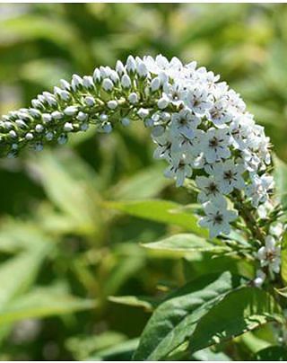 Lysimachia clethroides