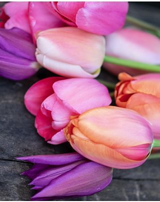 Sorbet Tulip Collection