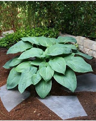 Hosta Jurassic Park ®