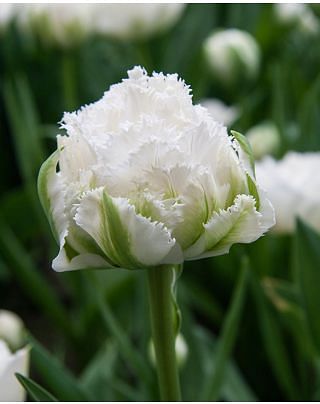 Tulipa Snow Crystal