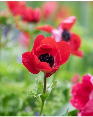 Anemone Coronaria De Caen Hollandia Bulbs