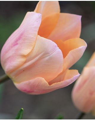 Tulip Apricot Beauty Bulbs