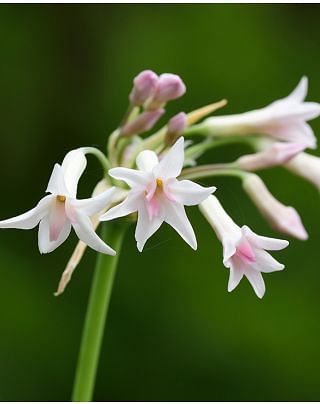 Tulbaghia Fragrans Alba Bulbs