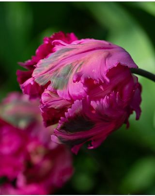 Tulip Parrot Parrot