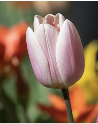 Tulip Apricot Delight