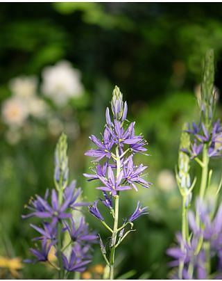 Camassia Leichtlinii Caerulea Bulbs