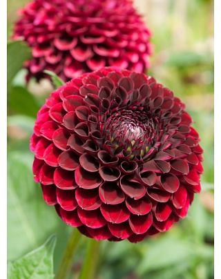 Dahlia Jowey Mirella Tubers