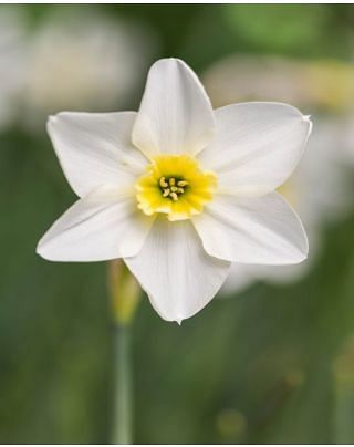 Narcissus Lieke Bulbs
