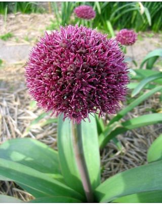Allium Ostara