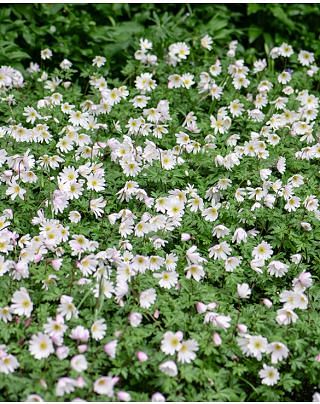 Anemone Nemerosa