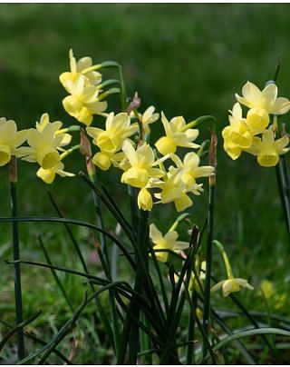 Narcissus Angel's Whisper 