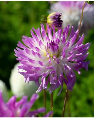 Dahlia Bold Accent