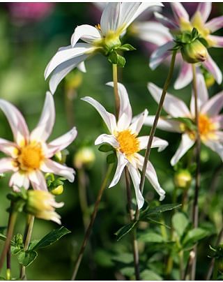 Dahlia Honka Fragile Tubers