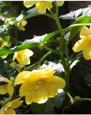 Begonia Cascade Yellow Bulbs