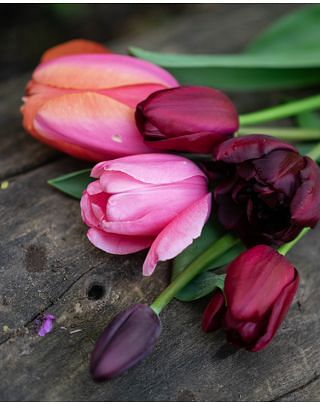 Apricot and Velvet Tulip Collection