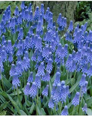 Muscari Botryoides Superstar