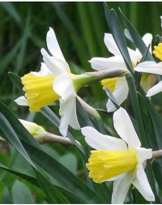 Narcissus Topolino Bulbs