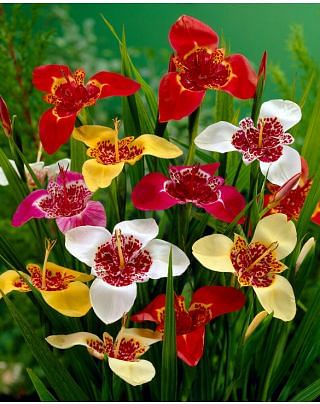 Tigridia Pavonia  Mixture Bulbs