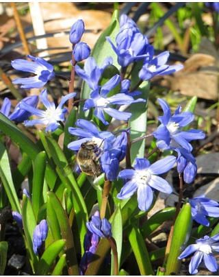 Chionodoxa Forbesii