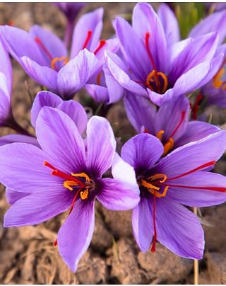 Crocus Sativus