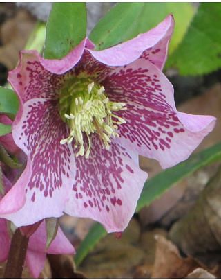 Helleborus Pretty Ellen Spotted ®
