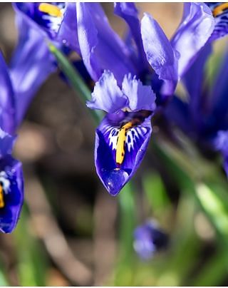 Iris Reticulata Harmony Bulbs