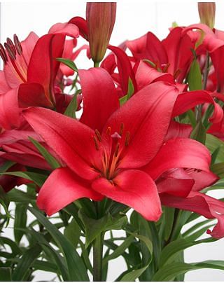 Lilium Corleone
