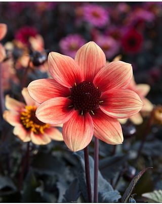 Dahlia Dragon Ball ®