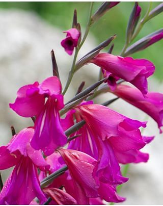 Gladiolus Byzantinus (True Specie)