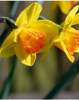 Narcissus Red Devon Bulbs