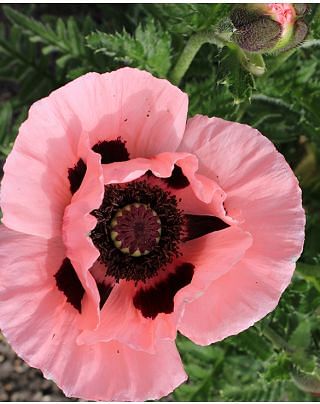 Papaver Prinzessin Viktoria Luise