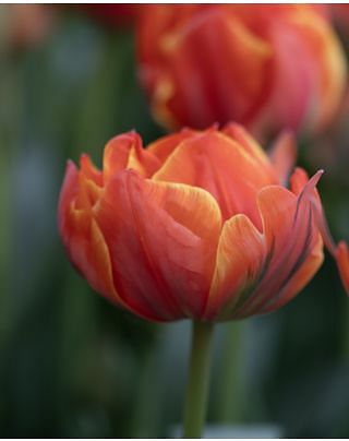 Tulip Queensday