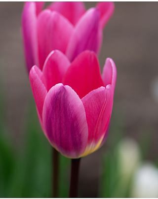 Tulip Light and Dreamy Bulbs
