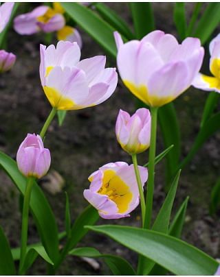 Tulip Saxarilis