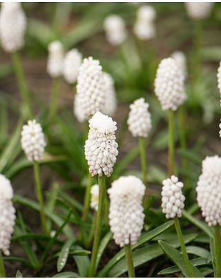 Muscari White Spear Bulbs