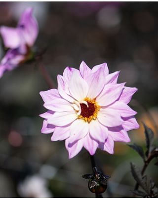 Dahlia Bishop of Leicester ®