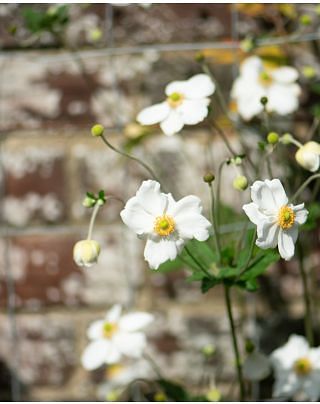 Anemone Honorine Jobert