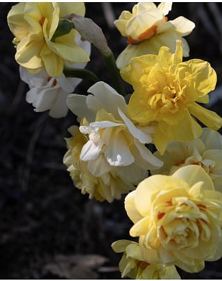 Narcissus Double Mixed 12/14 Bulbs