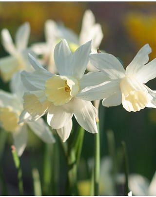 Narcissus Sailboat
