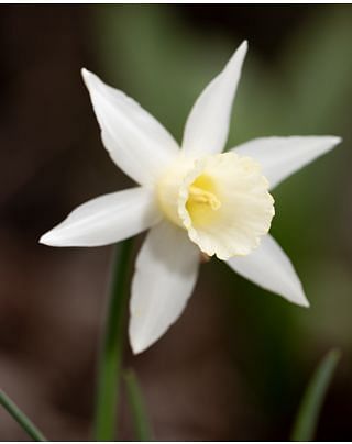 Narcissus Snipe