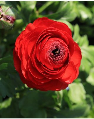 Ranunculus Aviv Red Bulbs