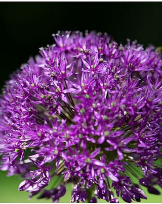 Allium Purple Sensation