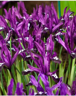 Iris Reticulata Pauline Bulbs