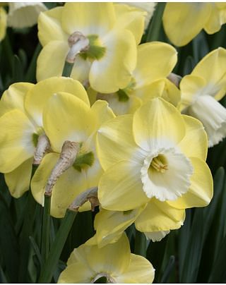Narcissus Avalon Bulbs