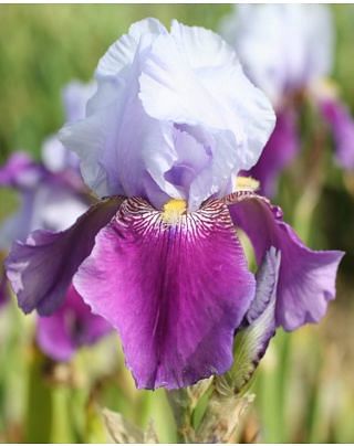 Iris Germanica Emma Louise