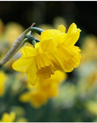 Narcissus Quail Bulbs